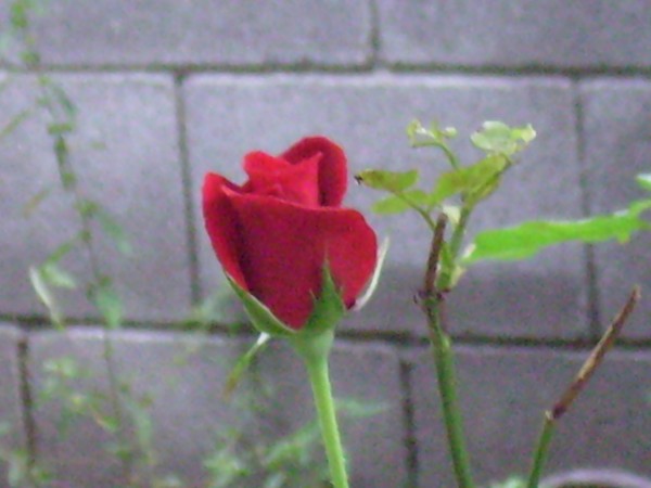rose against the wall