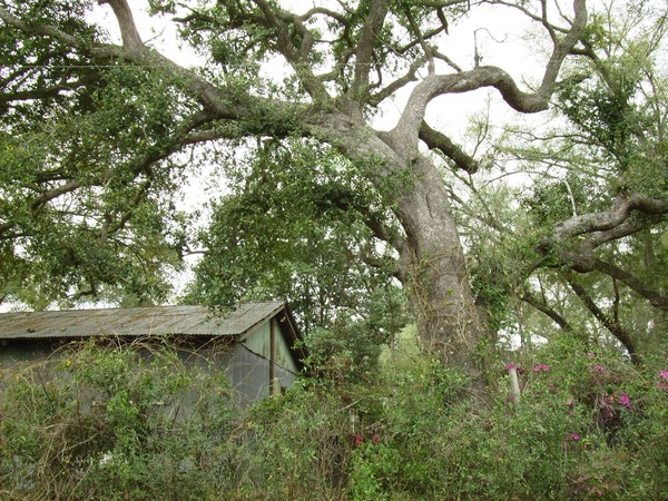 Jacob's Barn & Huge Live Oak 2