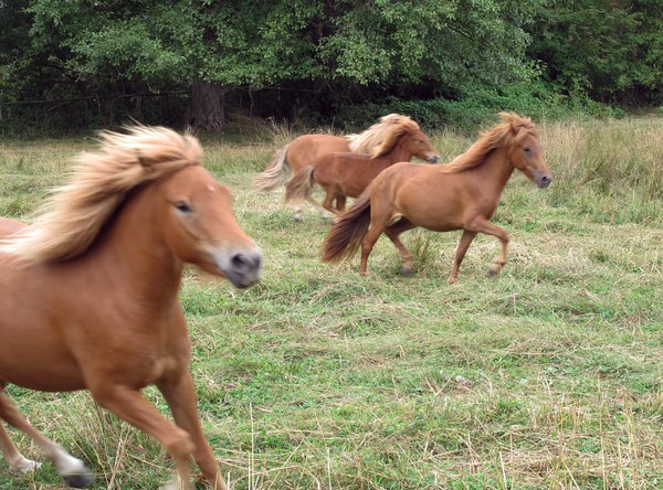 Icelandic Ponies 2