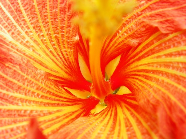 Swirl of Beauty