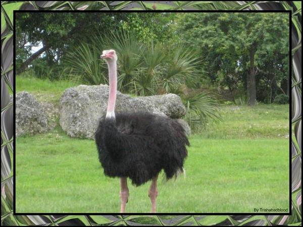 big bird