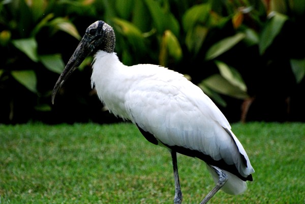 Wood Stork