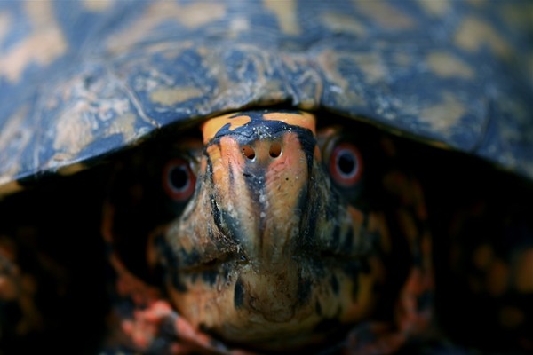 Turtle Face!