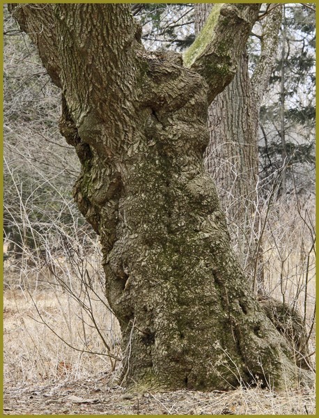VARICOSE TREE