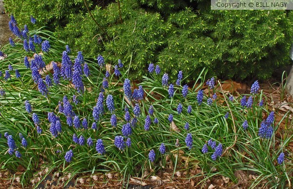 GRAPE HYACINTHS