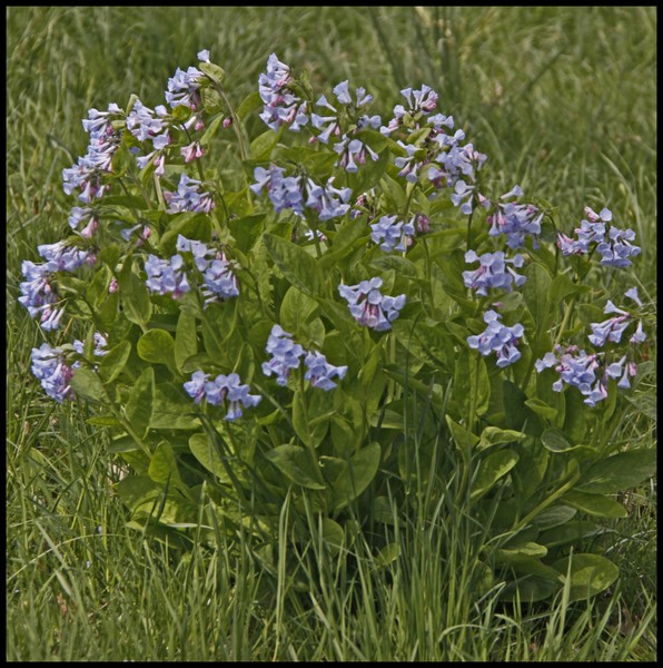 BLUEBELLS AT ARBORETUM