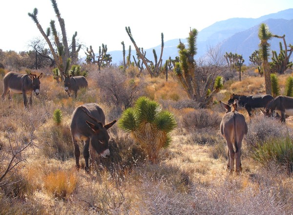 Burros