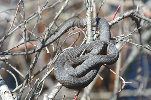 Northern Water Snake