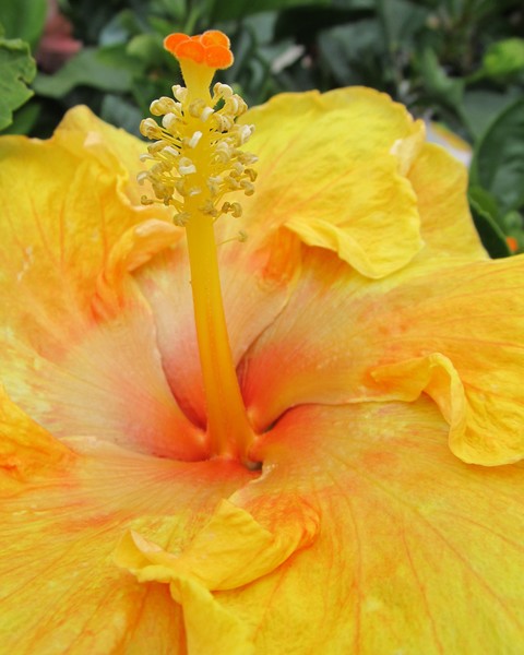 Yellow Hibiscus