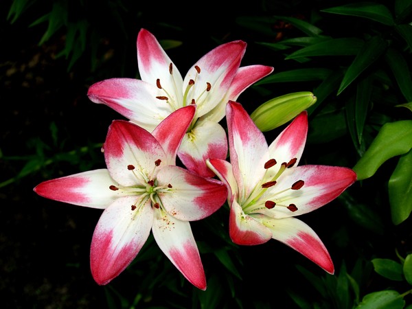 Lillies
