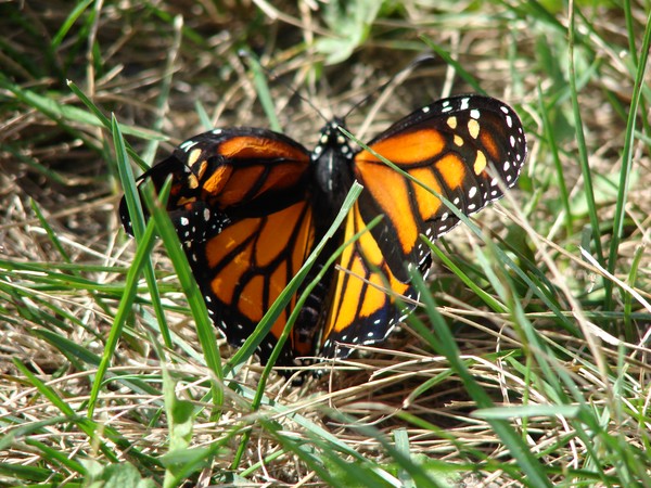 Beautiful Butterfly
