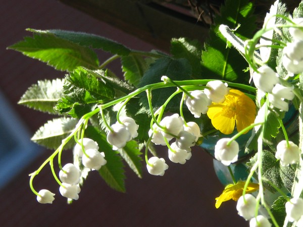 JOY OF THE DAY...