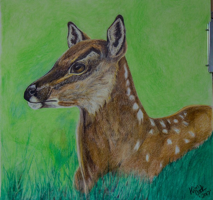 Doe