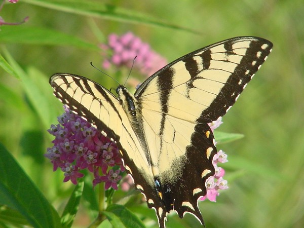 Eastern Tiger Swallowtail