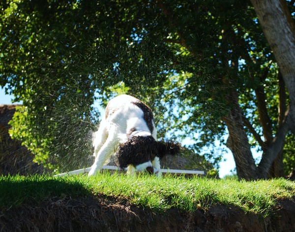 Wet Dog