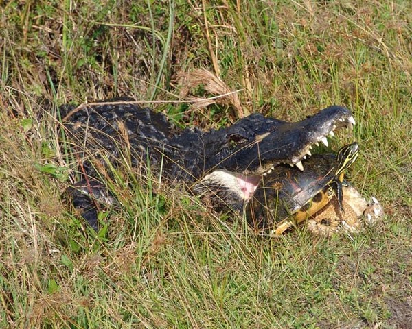 Unsuspecting Turtle