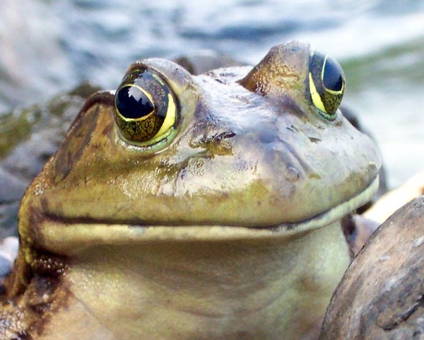 Mr. Frog