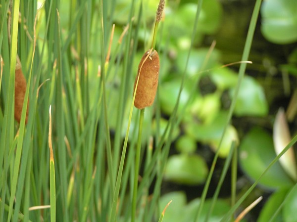Cattails