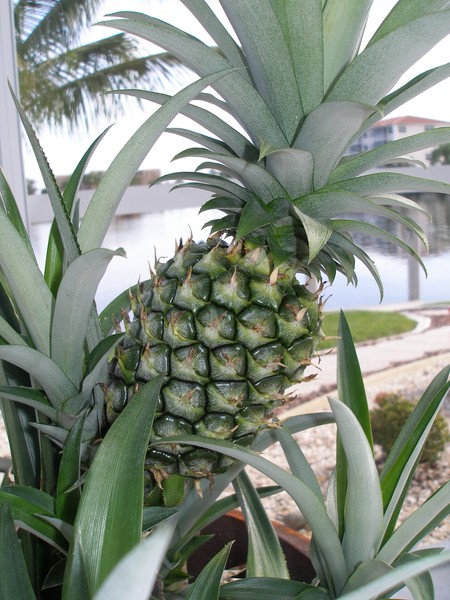 Fresh Pineapple
