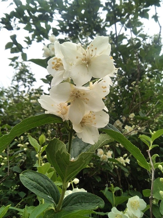 Jasmine flowers