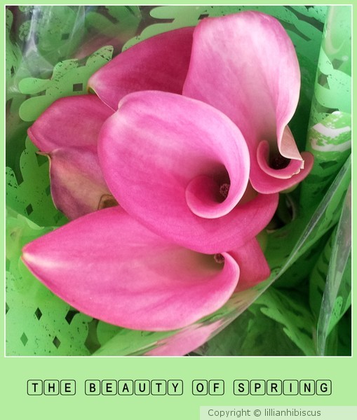 The Beauty of Spring