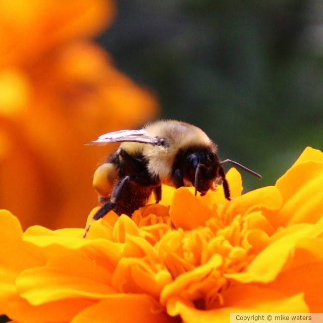 Bee