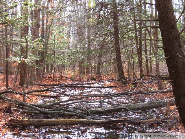 forest river