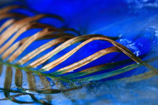Ice Study