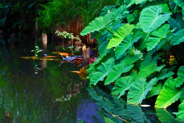Edge of the Stream