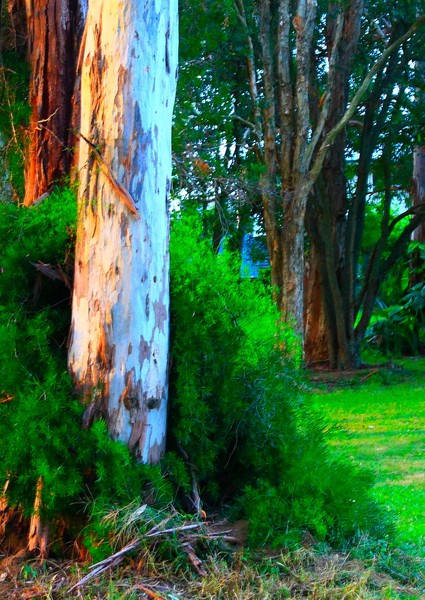 Evening Park 