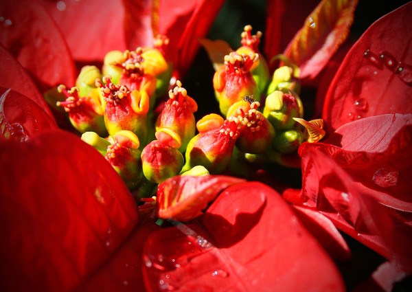 Poinsetta 