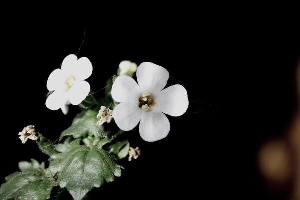 White on black