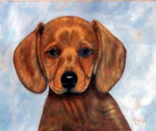 DACHSHUND PUPPY PORTRAIT