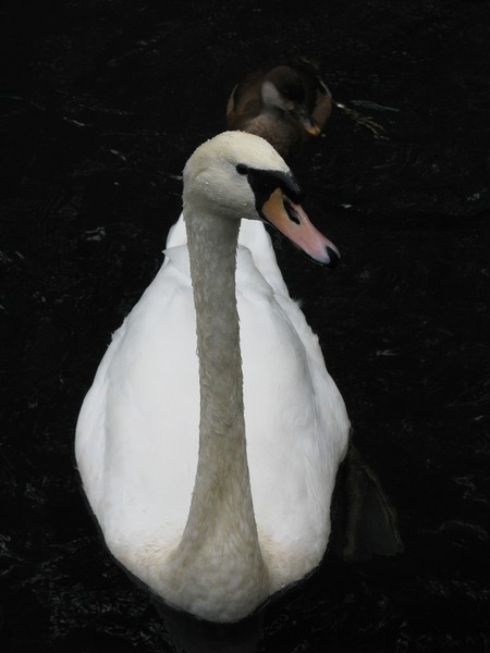 Beautiful Swan