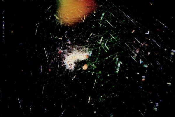 Web Crawling