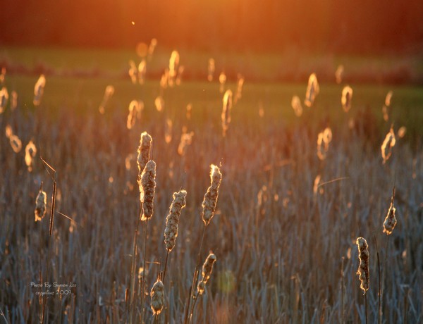 Yesterdays cat tails