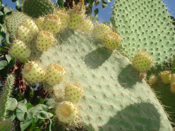THORN APPLE - the Charm of an 