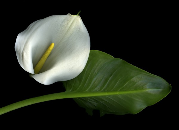 Calla Lily