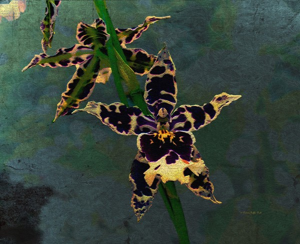 Orchid Study II
