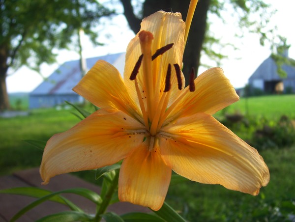 flower on the farm