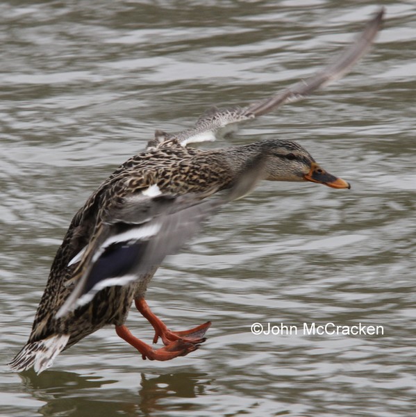 Female Mallard Landing.