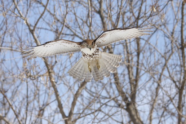 Hovering and Hunting right in front of me. 