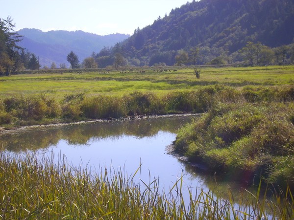 elk on elk creek, Elkton Oregon
