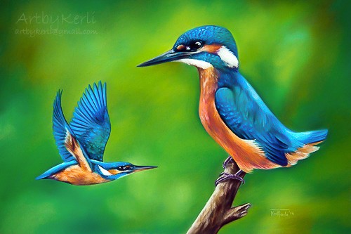 Common Kingfisher
