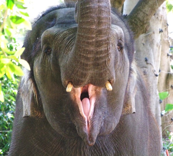 Say AHH