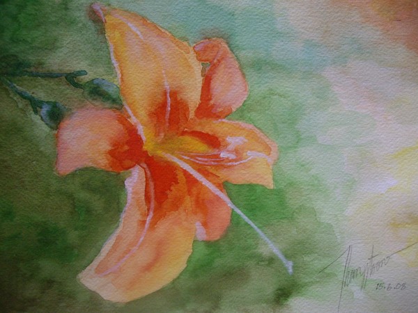 Orange Lily