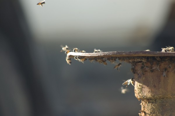 coming in for a landing