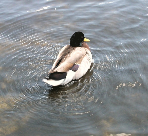 Brown and White Duck