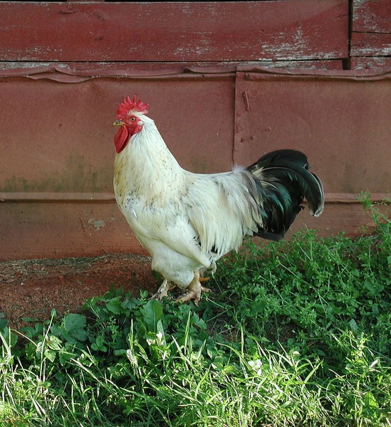rooster1