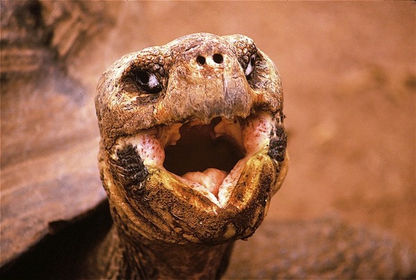 Galapagos Tortoise